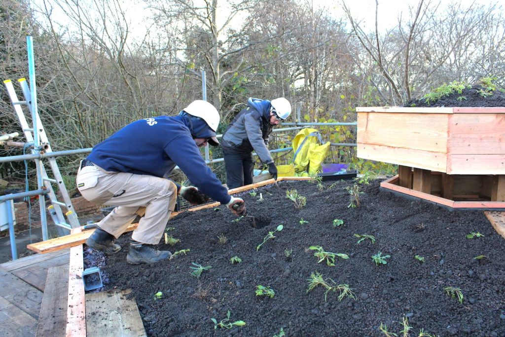 Green roof planting