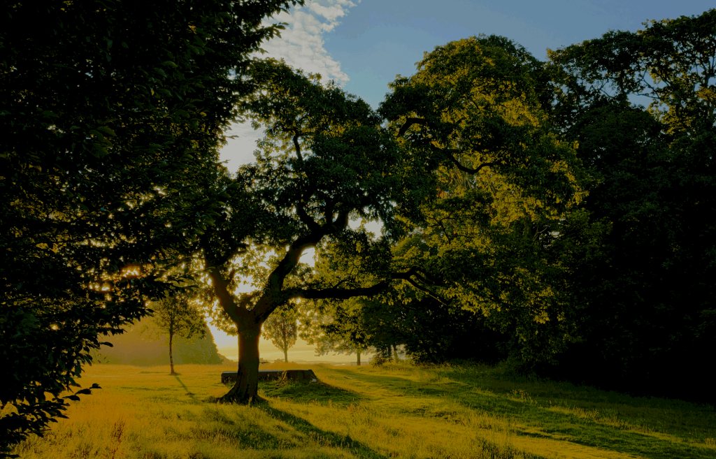 local nature reserve